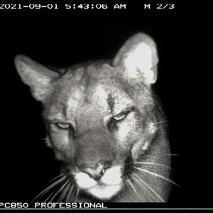 DOLORES MOMENTUM (SLOWED)