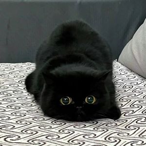 校园回忆录 伴奏