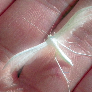 My ears with your hands