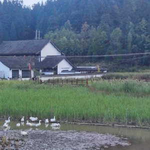 乡间的小路（升c小调+吉他solo版）