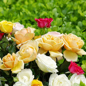 宁静的温柔 (钢琴曲)