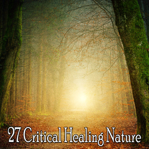 純淨寧靜的森林