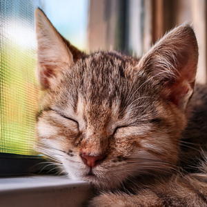 The Symphony of Sudden Zoomies