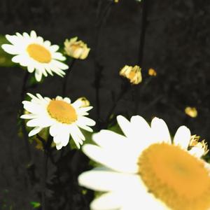 Plasticity