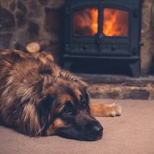 Radiant Flameside Vinyasa for Dogs