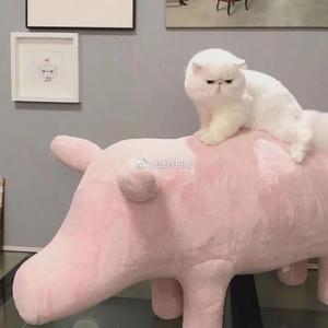 陪你自己（翻自 怪物儿童）