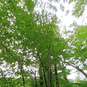 ā no bhadrāḥ kratavo yantu viśvataḥ (Sanskrit Mantra: Let noble thoughts come to me from all directions)