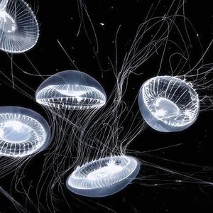 「BEAT」Internet Money × Juice WRLD Type Beat-'PCP'