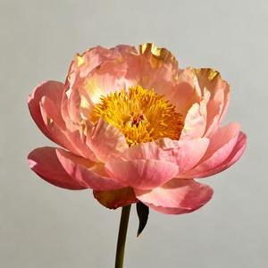 恋爱画板 (Cover 锦零)