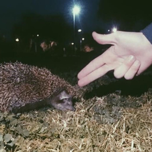 ג'וינט תינוק