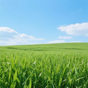 碧草蓝天映心曲