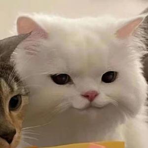 轻松音乐-ydyj（小鸡快跑 remix）