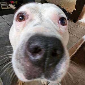 Hit envolvente pros cria rebolar