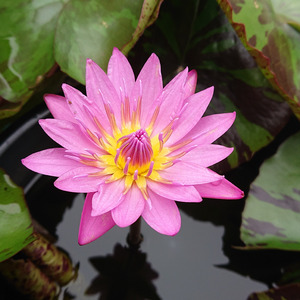 「大晦日に君と」