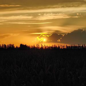 无声的房间_煤球