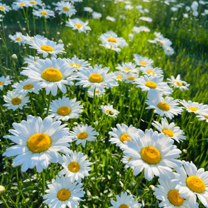 星辰里的絮语啊