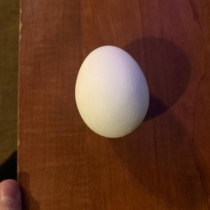 WHERE DID HARRELL GO!