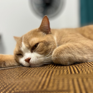 你要跳舞吗（cover新裤子）