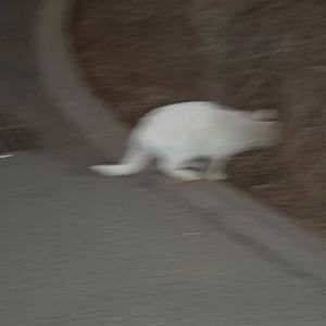 云烟成雨（完整版）