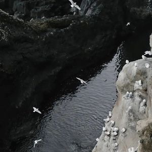 愿樱 cover：Season