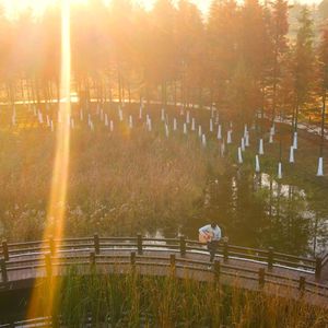 Sincerely （《紫罗兰永恒花园》OP）吉他指弹