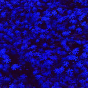 misery x company (feat. Days to Waste)