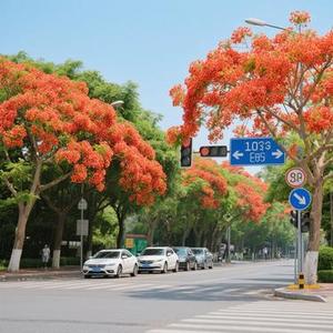 凤凰花开的路口 (Cover 林志炫)