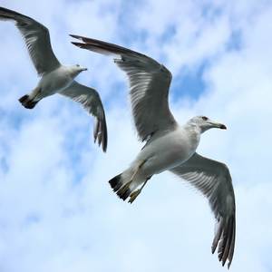 Volando