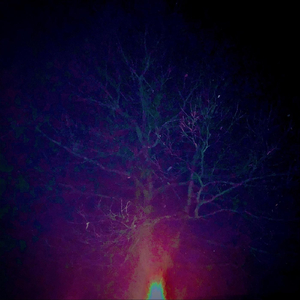 All Those Trees Are Naked