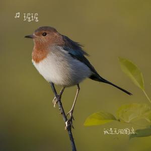 我是无脚的鸟