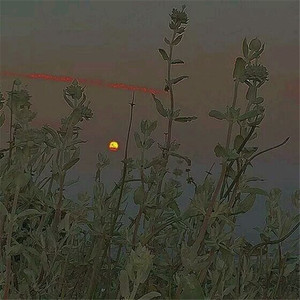 白色羽毛（翻自 芮恩）