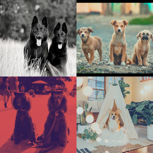 安静的小狗声音