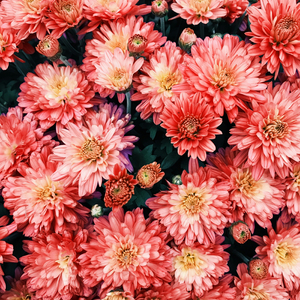 A Breath of Fresh Air