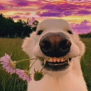 Good Flow (nightcore)