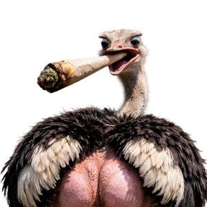 Kale Kont Struisvogel!