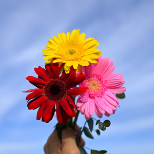 淡い朝、夏をかかげる蝉時雨
