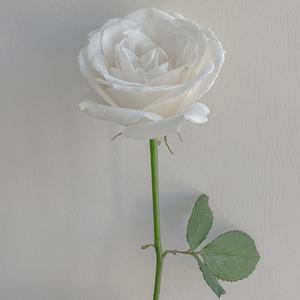 悲伤玩具-我要你看穿我不是杀了我（笨蛋不能吃 remix）