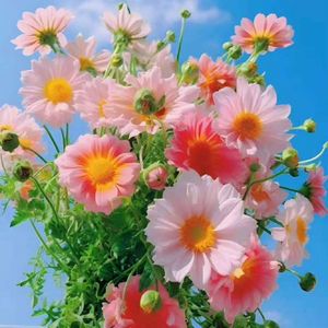 生生世世发愿文