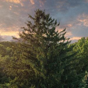 Ease (feat. Elephant Den)