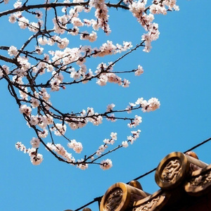 【记殿前欢·无根攻略】画眉