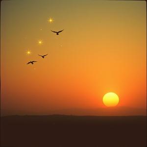 Birds Between the Stars