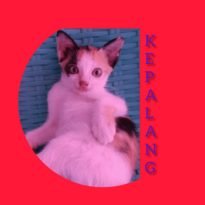 Sebuah kisah kita