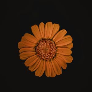 A Song With No Name