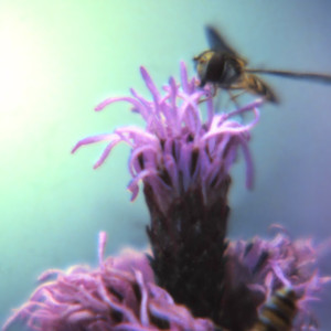 Diri Hatnu Ker Barins Ae Svara Meo Astek