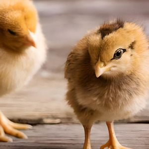 Anak Ayam Memanggil Induknya