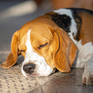 Melodías Que Inducen El Sueño