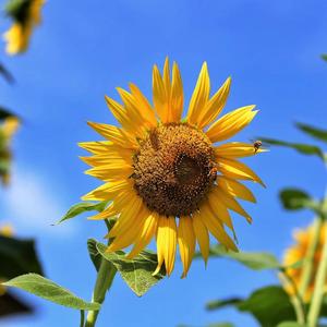 不再问(国语版)QQAPPLE_Master