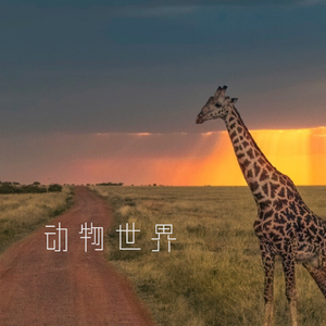 动物世界 (伴奏)