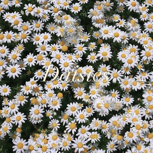 Daisies(雏菊)