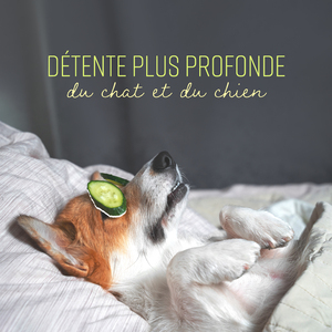 Musique de fitness pour chiens